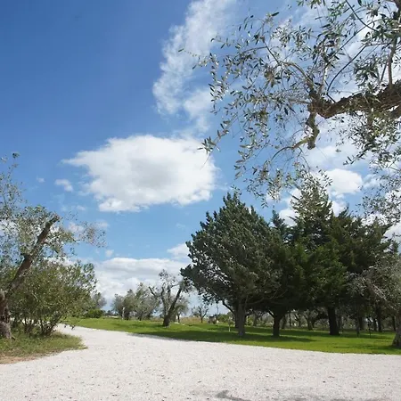 Gli Ulivi Di Gino Sanarica