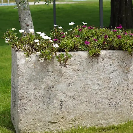 Gli Ulivi Di Gino