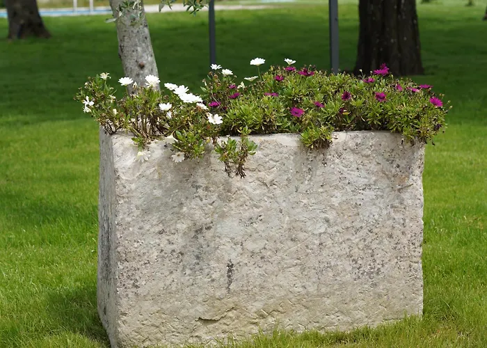 Gli Ulivi Di Gino